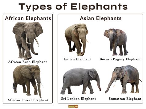 what kind of elephants are found in china